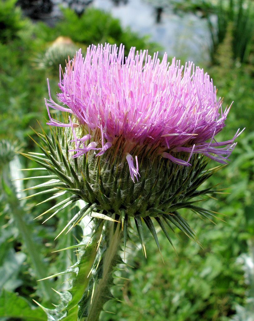 cirsium-smll-8.jpg