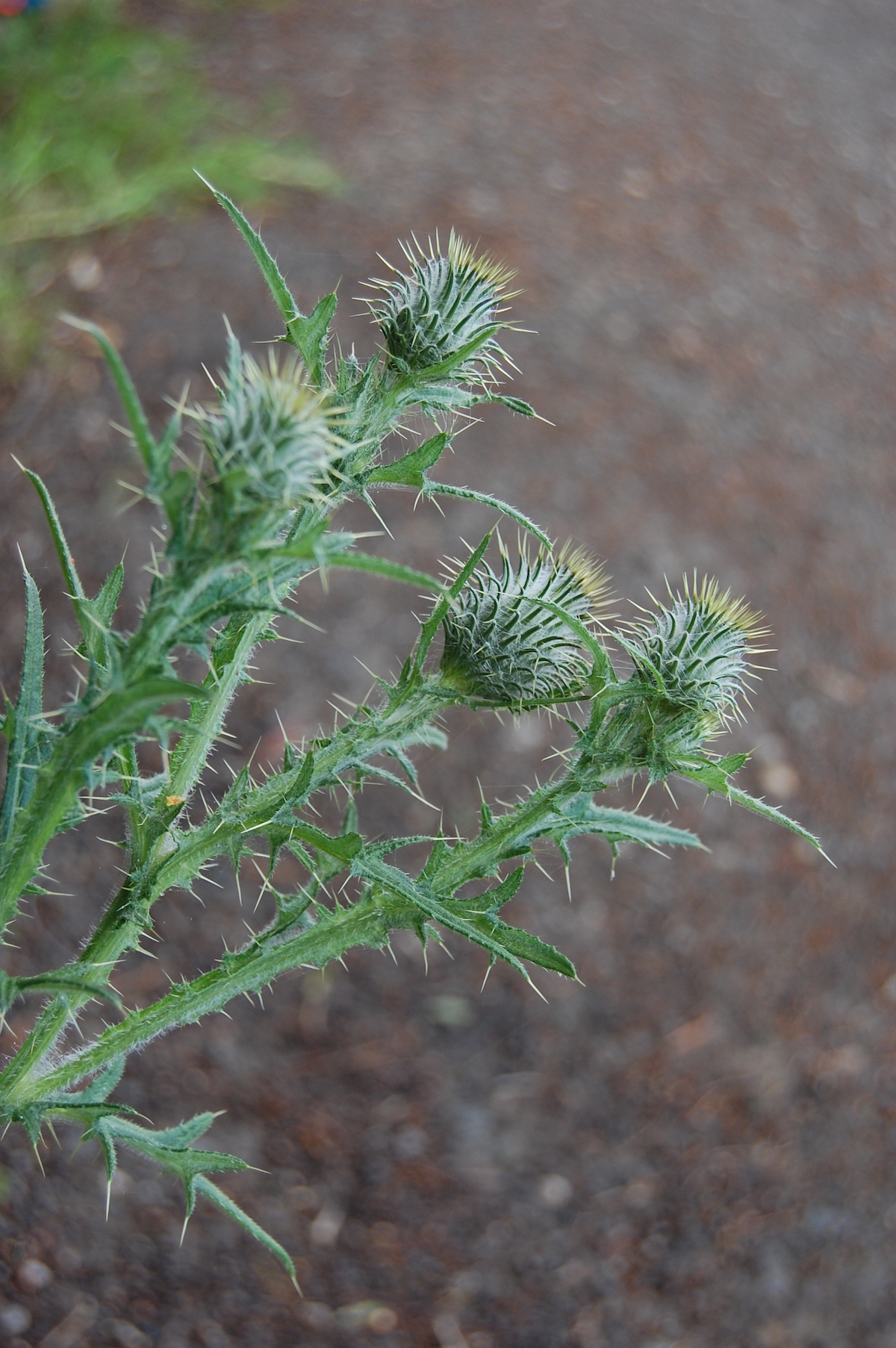 cirsium-smll-10.jpg