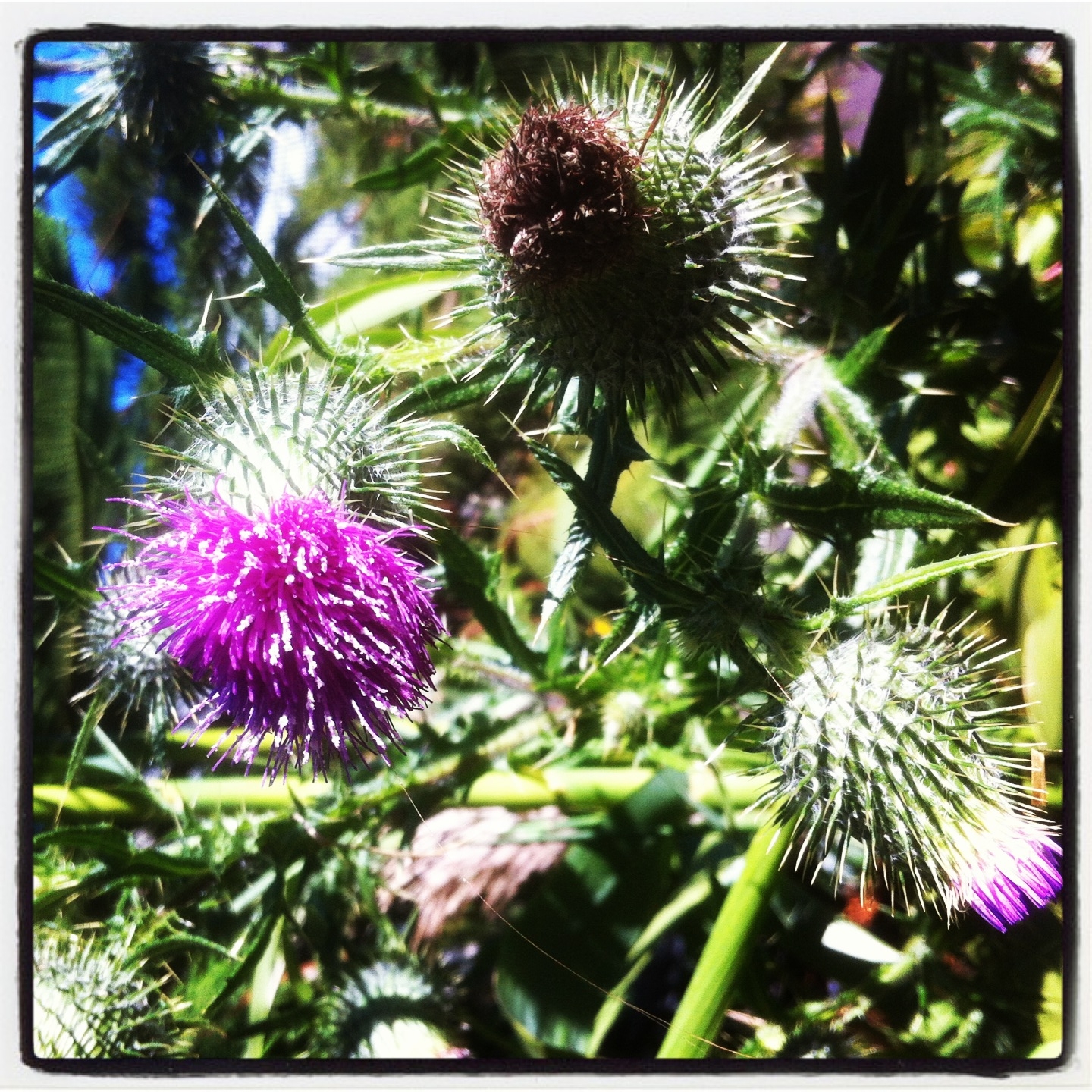 In season now: scotch thistle