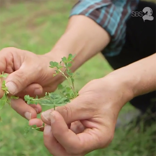 diego-bonetto-art-foraging-media-TheFeed-SBS2-video.jpeg