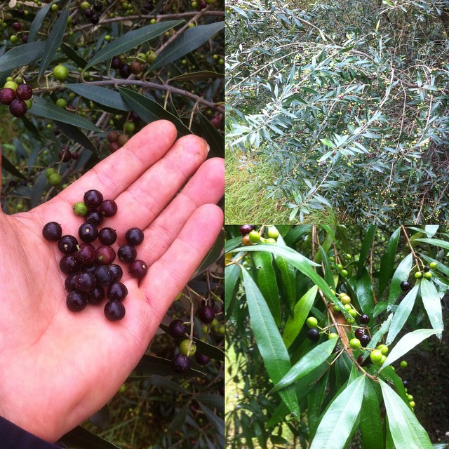 African-olive.jpg