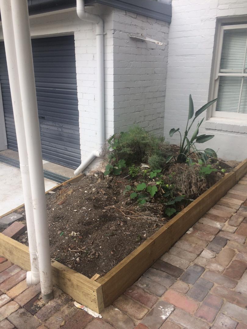 Garden, Dec 12, with existing and severely damaged grapevine, bird of paradise and lavender bush.