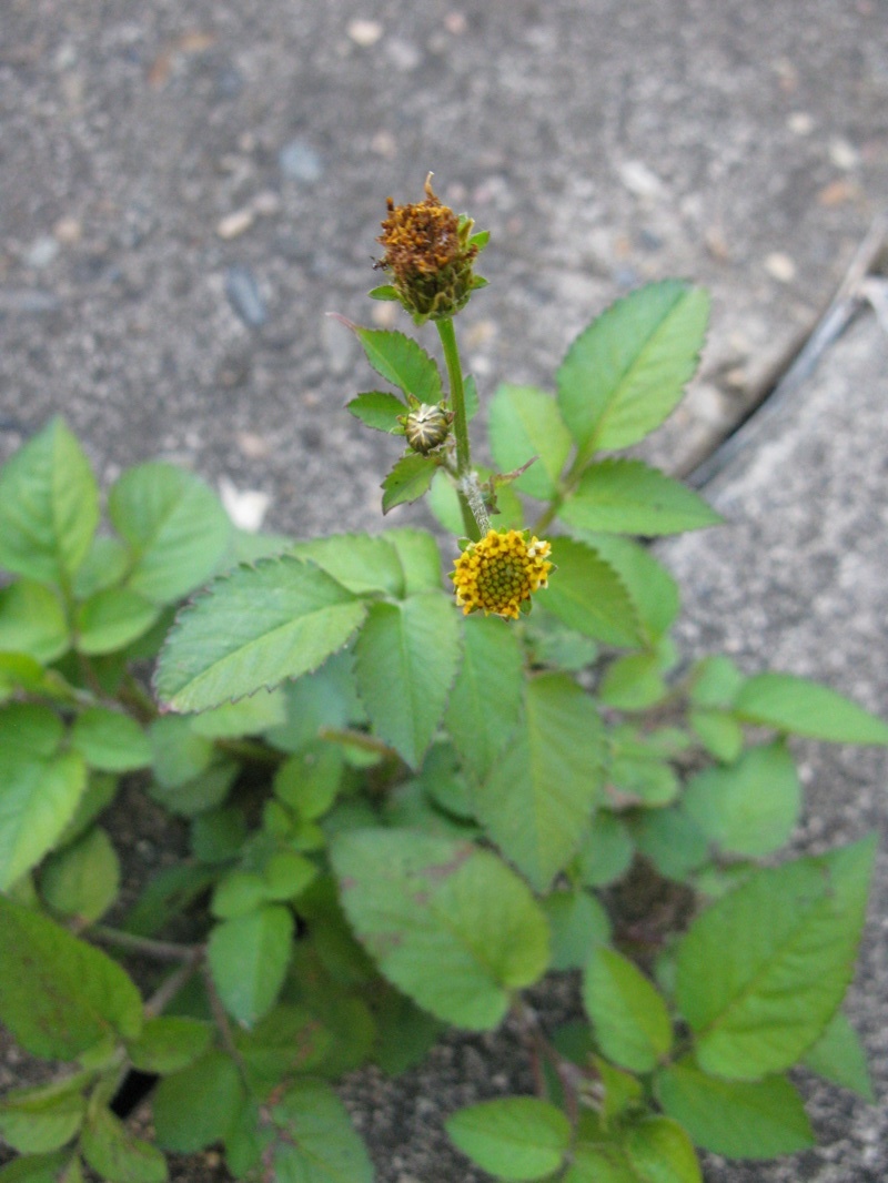 Weeds As Friends Farmers Friend A Nutritious And Medicinal Plant In Everyone S Garden Wild Plants Foraging Food Art And Culture