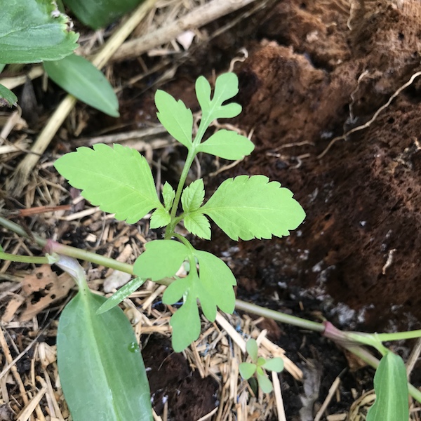 Get Weeds As Friends Farmers Friend A Nutritious And Medicinal Plant Free Wallpaper Weeds As Friends Farmers Friend A Nutritious And Medicinal Plant Free HD