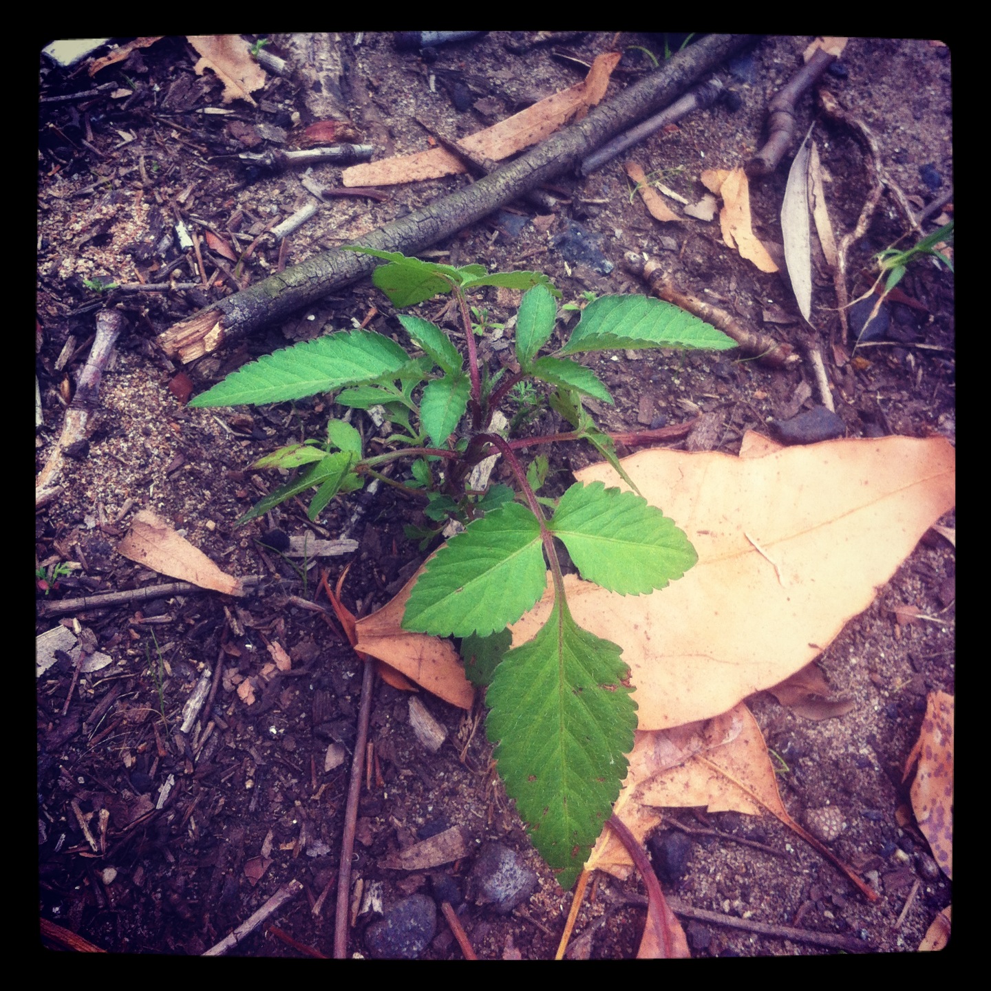 Weeds As Friends Farmers Friend A Nutritious And Medicinal Plant