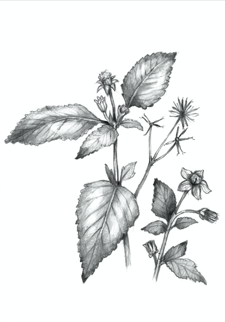 burgundy plant Faux Smoketree | Burgundy | 41