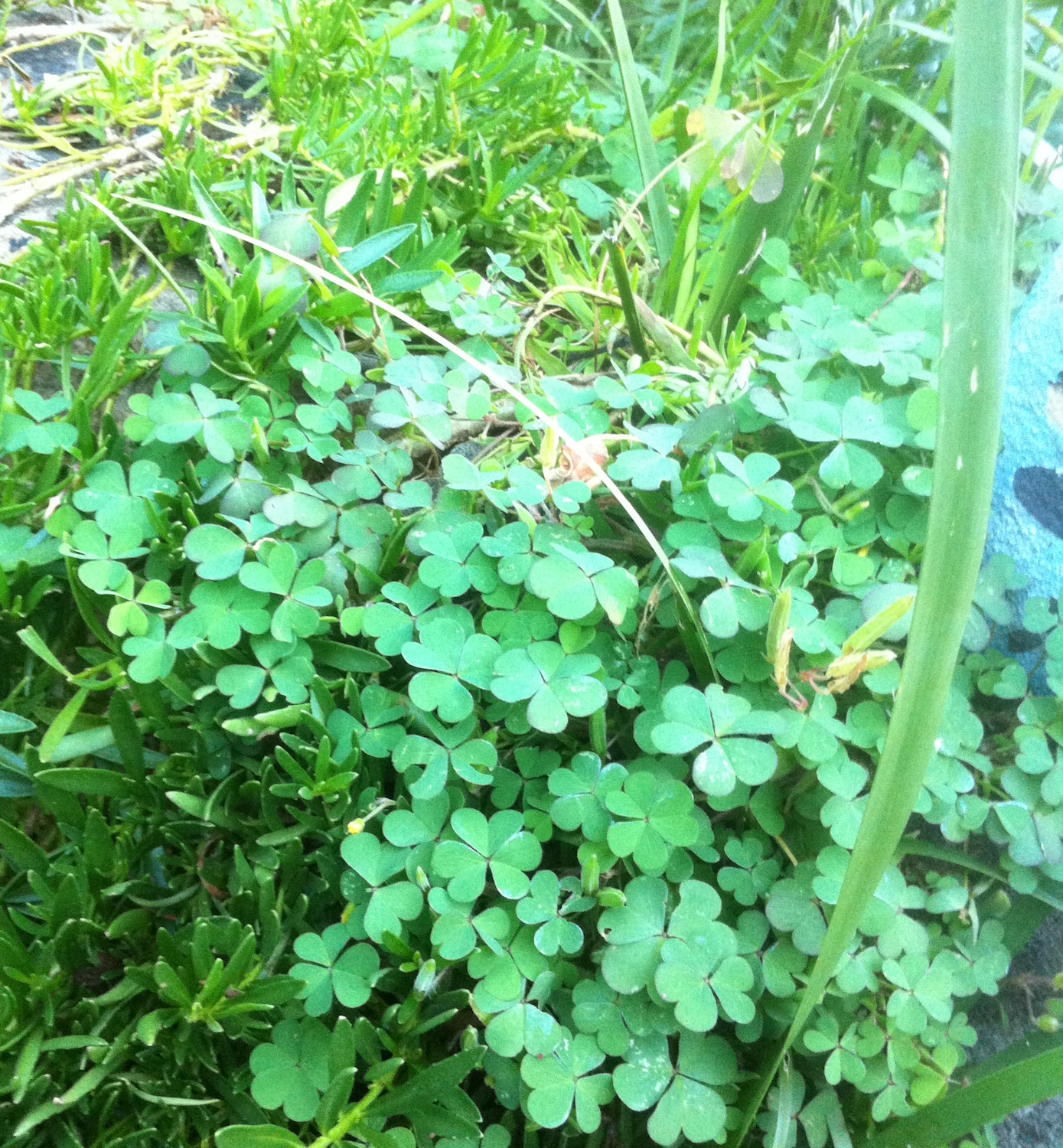 oxalis-smll2.jpg