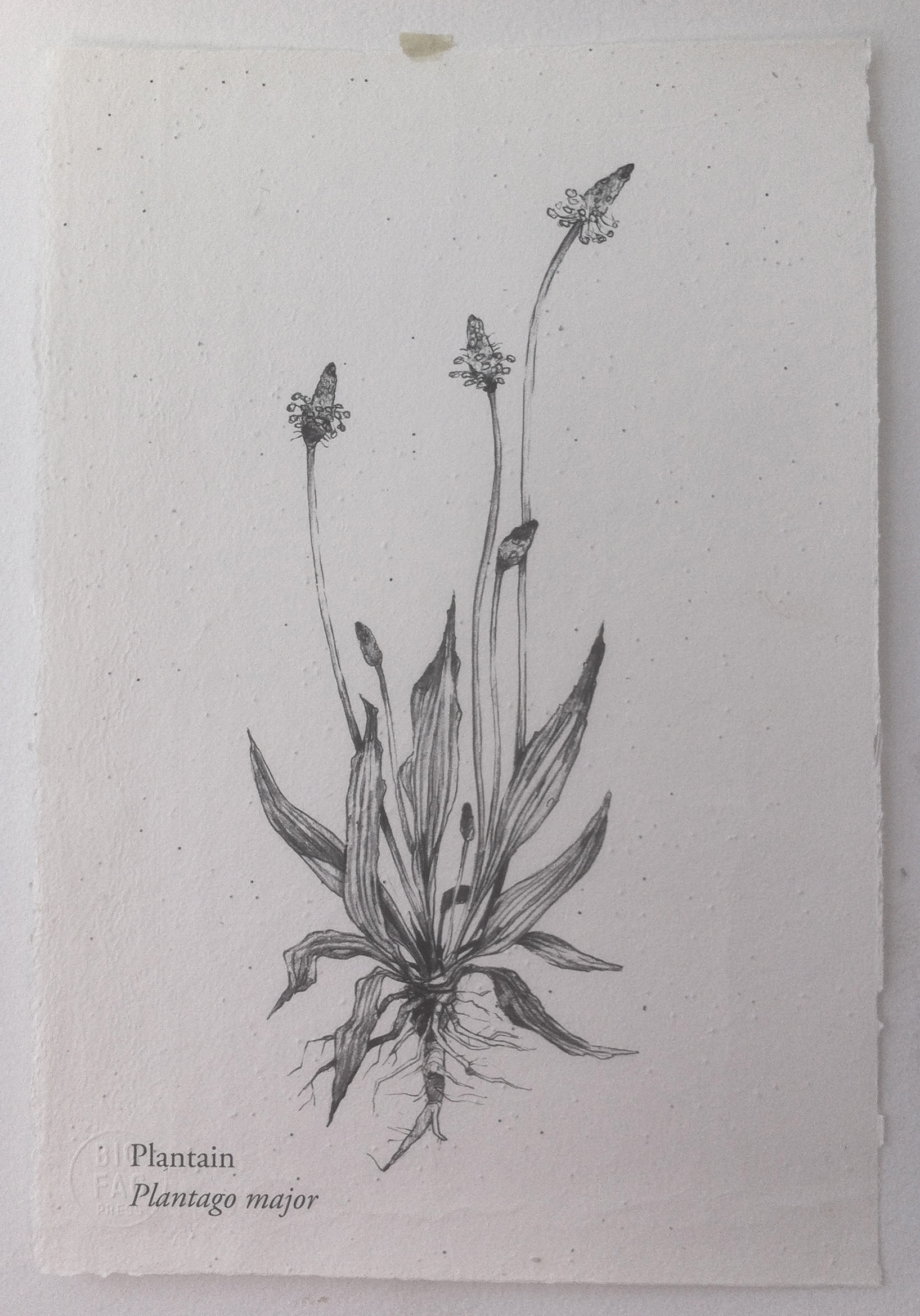 Plantain-mirra-weed-print.jpg