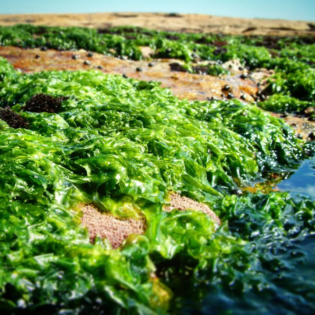Seaside Foraging Workshop, December 5