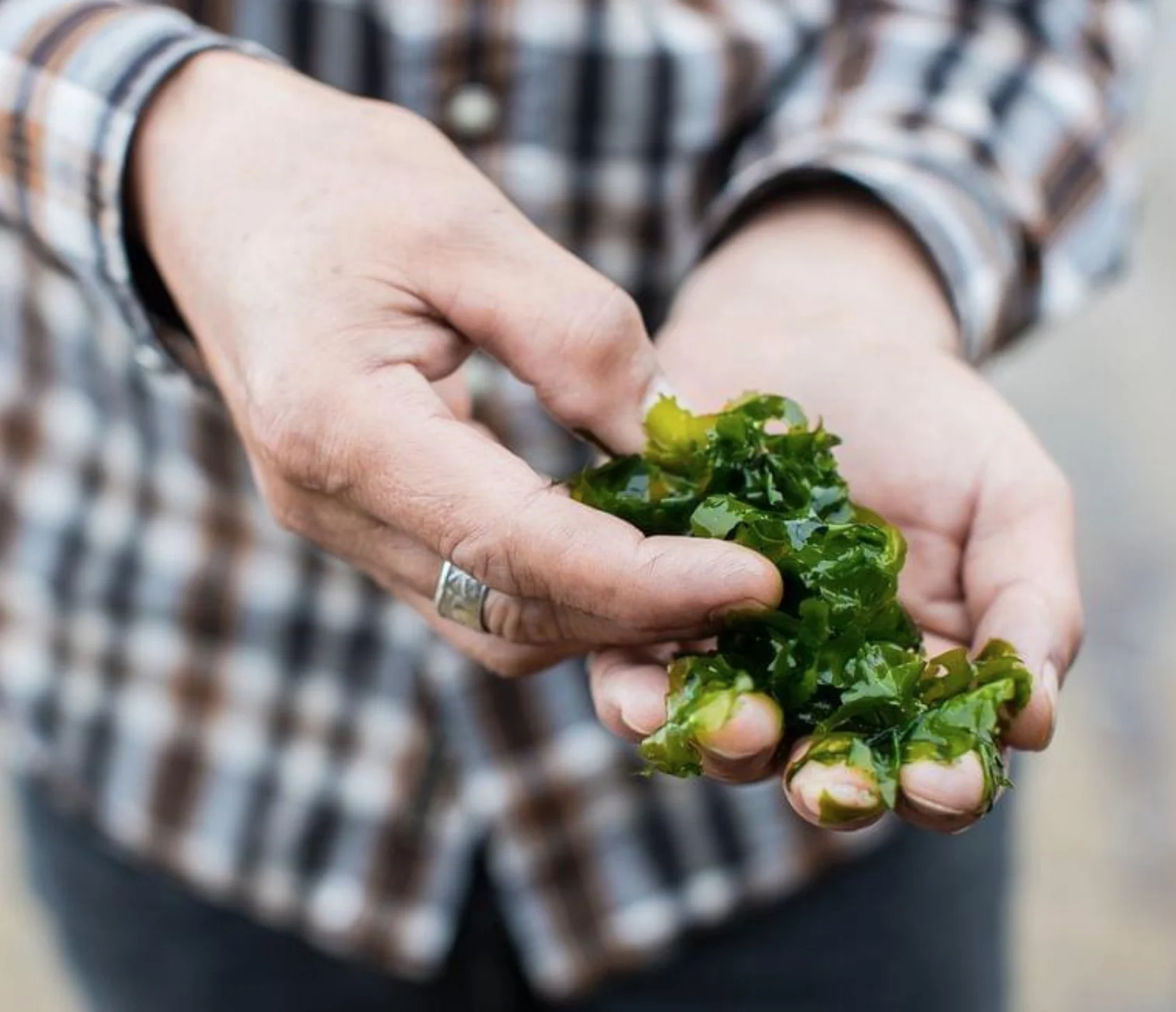 seaside foraging seaweed.jpg