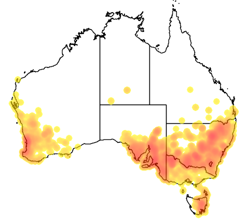 dandelion australia distribution map.png