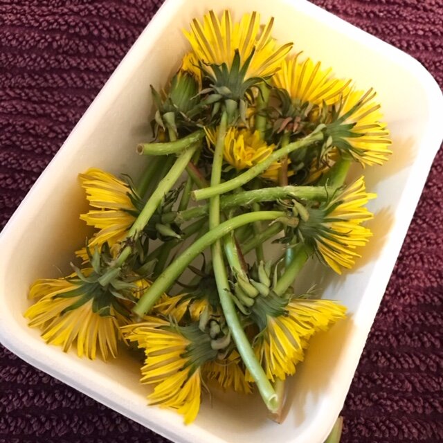 Dandelion flowers foraging wildfood.JPG