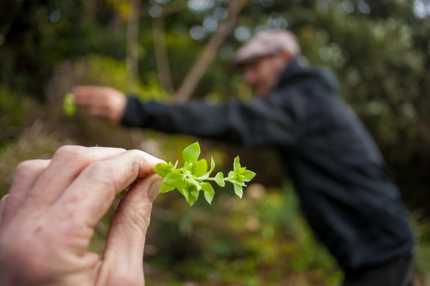 chickweed wildfood foraging.jpg