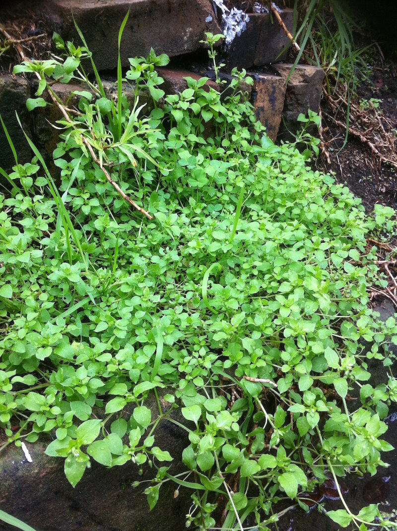 chickweed stellaria wildfood foraging copy.jpg