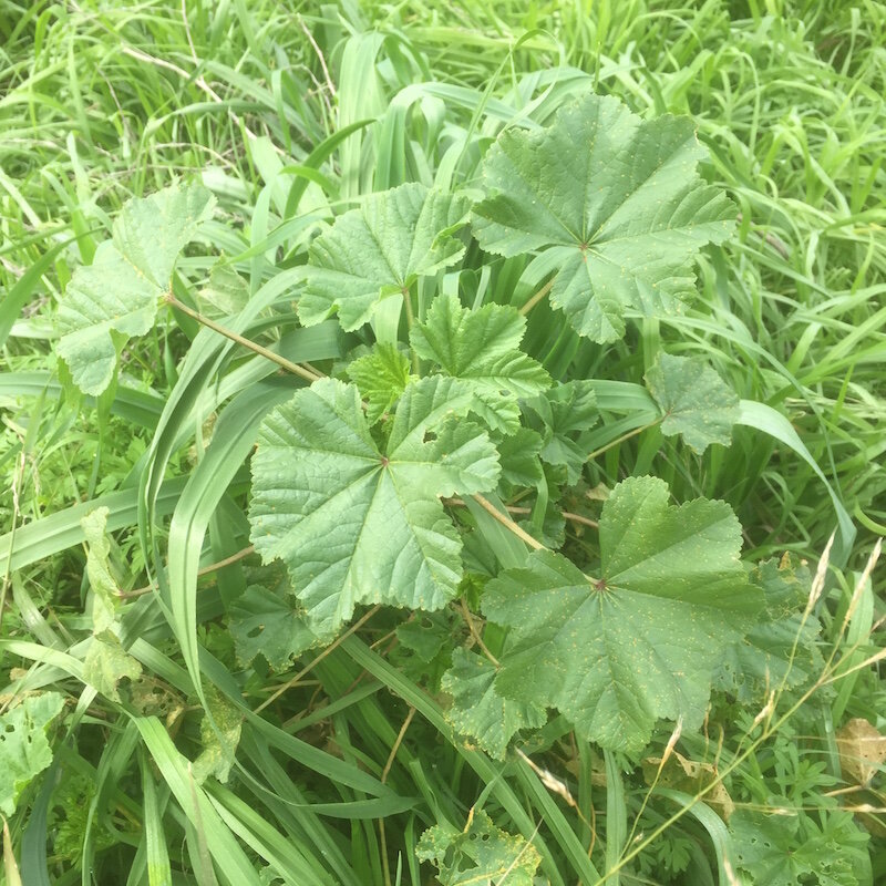 mallow foraging australia wildfood.JPG