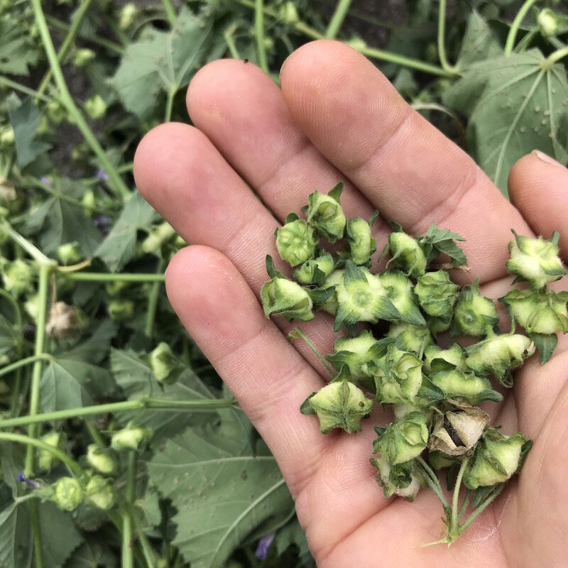 Mallow seeds foraging australia wildfood.JPG