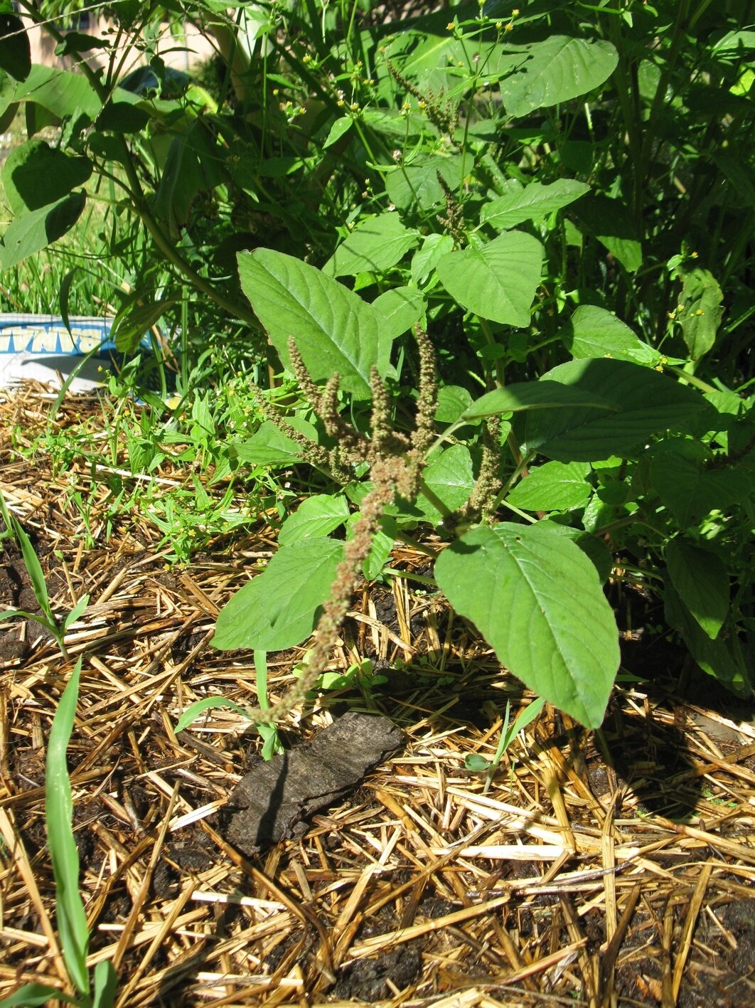 amaranthus_smll.jpg