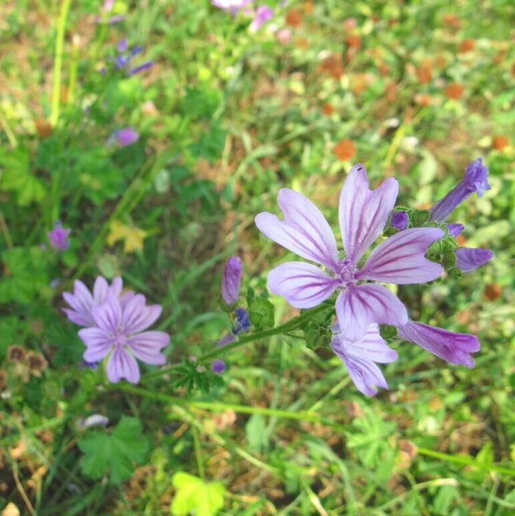 On Mellow Mallow And Why You Should Know About This Edible Weed Wild Plants Foraging Food Art And Culture