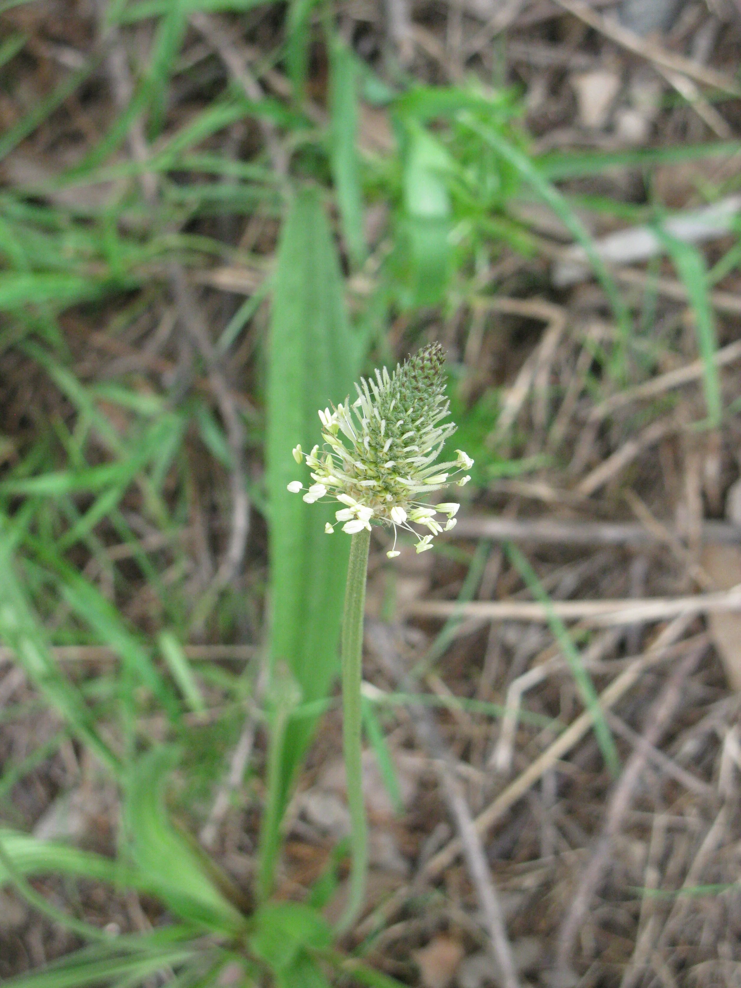 BEHOLD PLANTAIN, for there is more to tell.