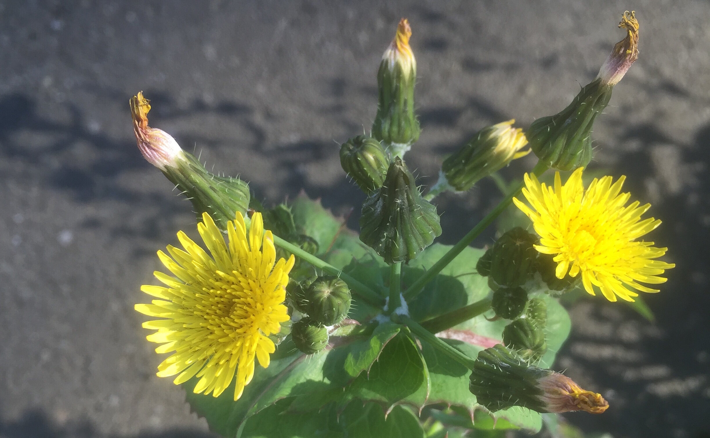 Image of Yellow thistle weed free to use