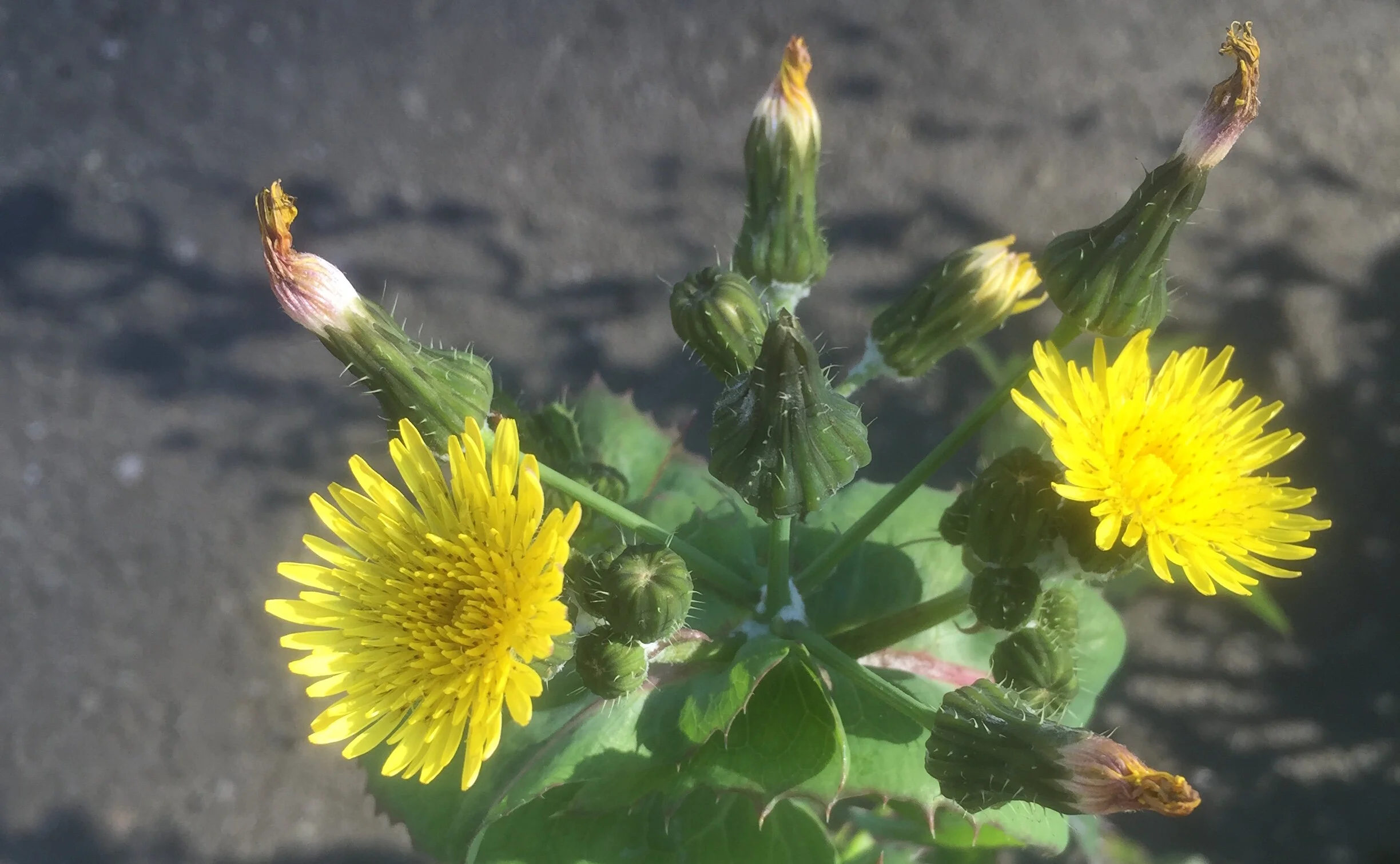Spiny Sow Thistle Edible _ Thistles: A Highly Nutritious and Medicinal ...
