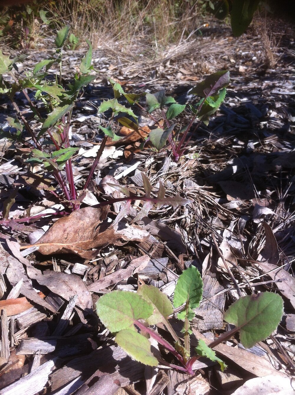 sowthistle ID sonchus how to-4.jpg