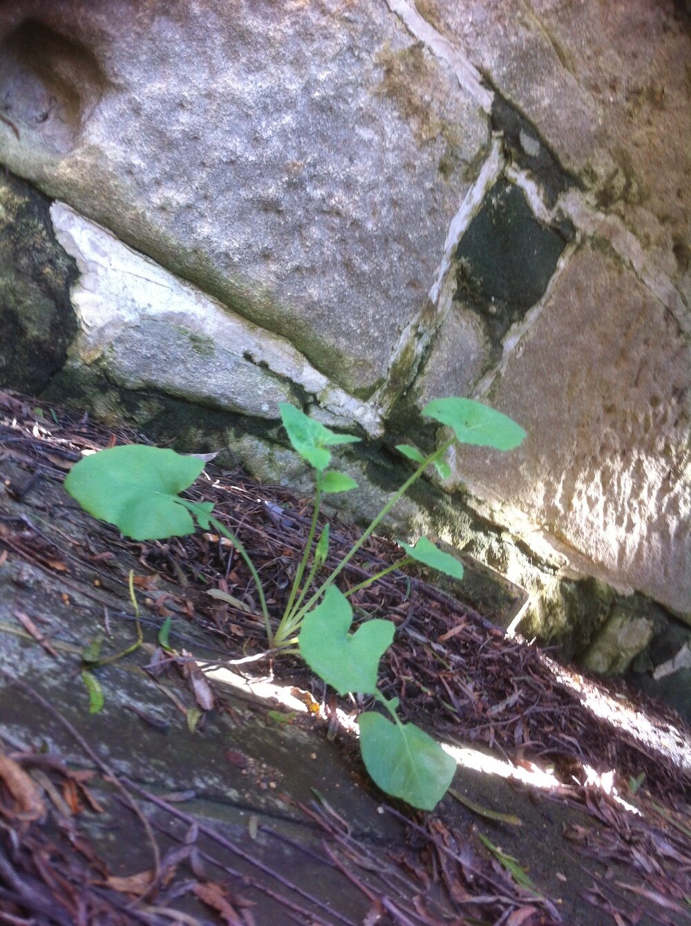 sowthistle ID sonchus how to-3.jpg