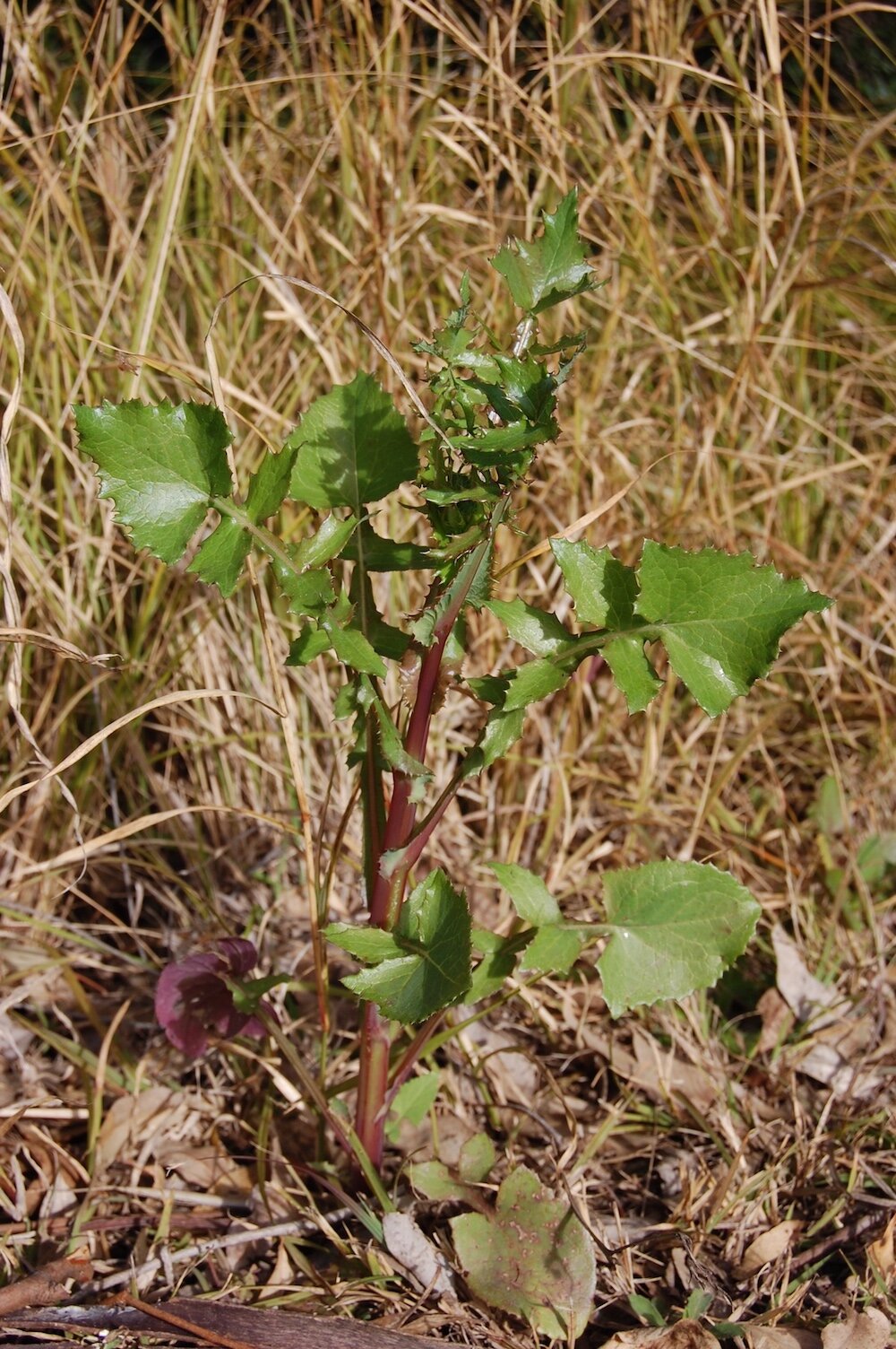 sowthistle ID sonchus how to-6.jpg