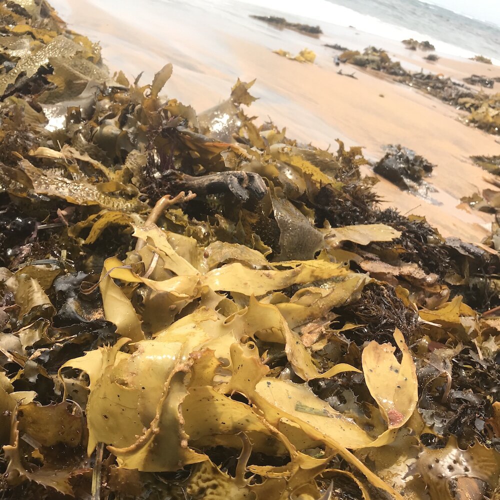 golden kelp edible seaweed harvest.jpg