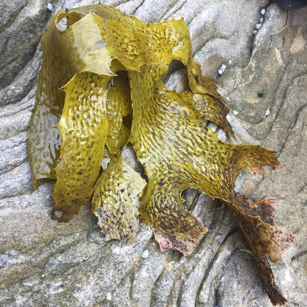 Golden kelp edible seaweed.jpg