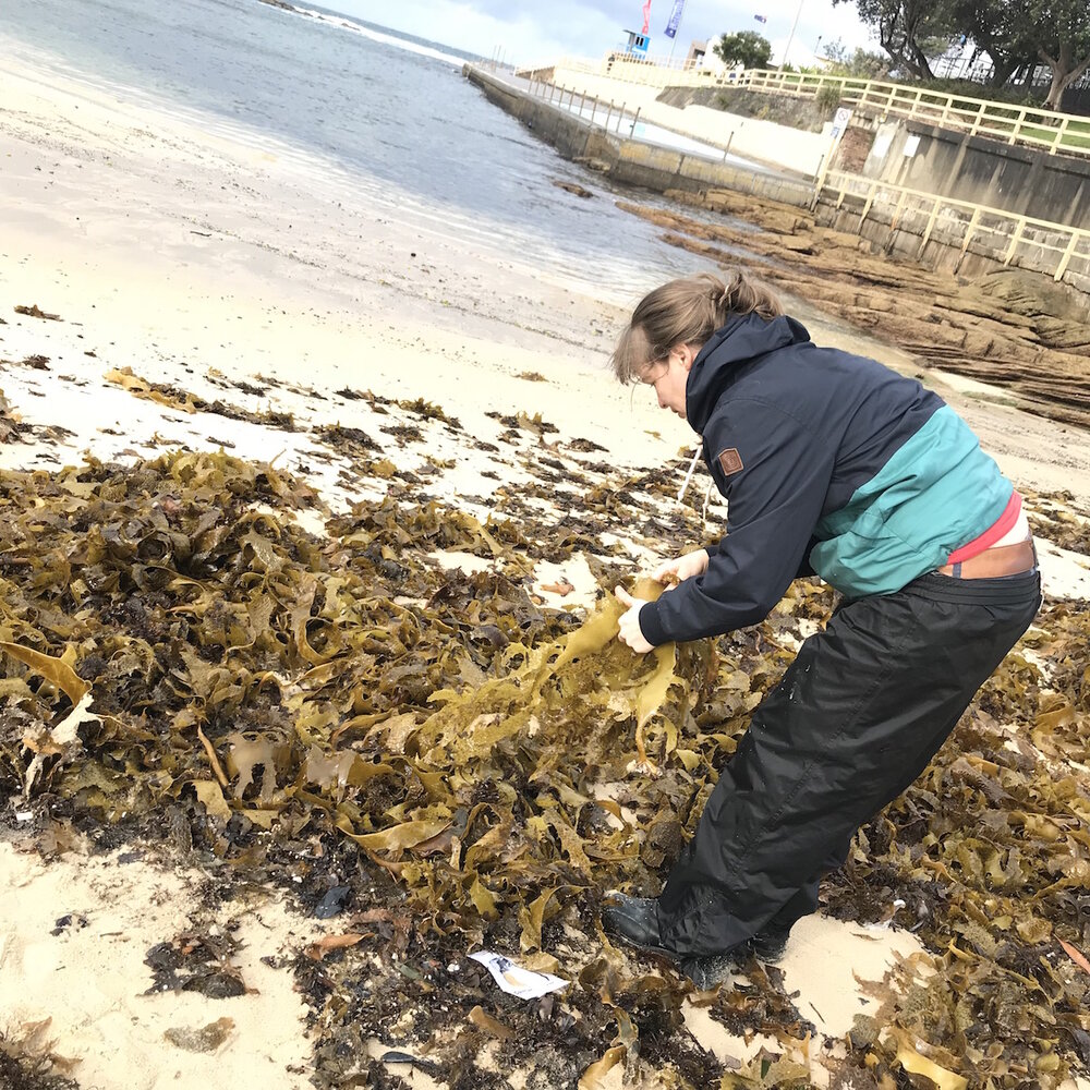 Golden kelp edible seaweed foraging.jpg