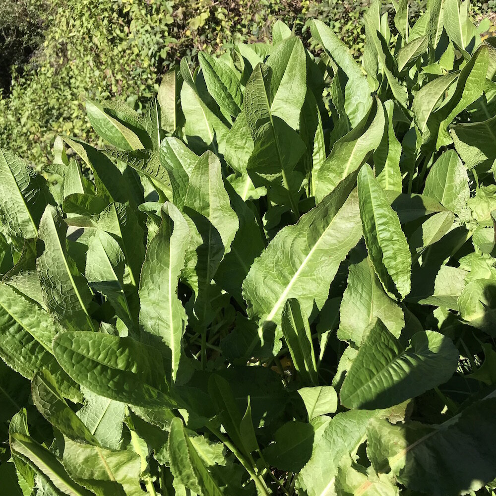 dock-leaves-rumex.jpg