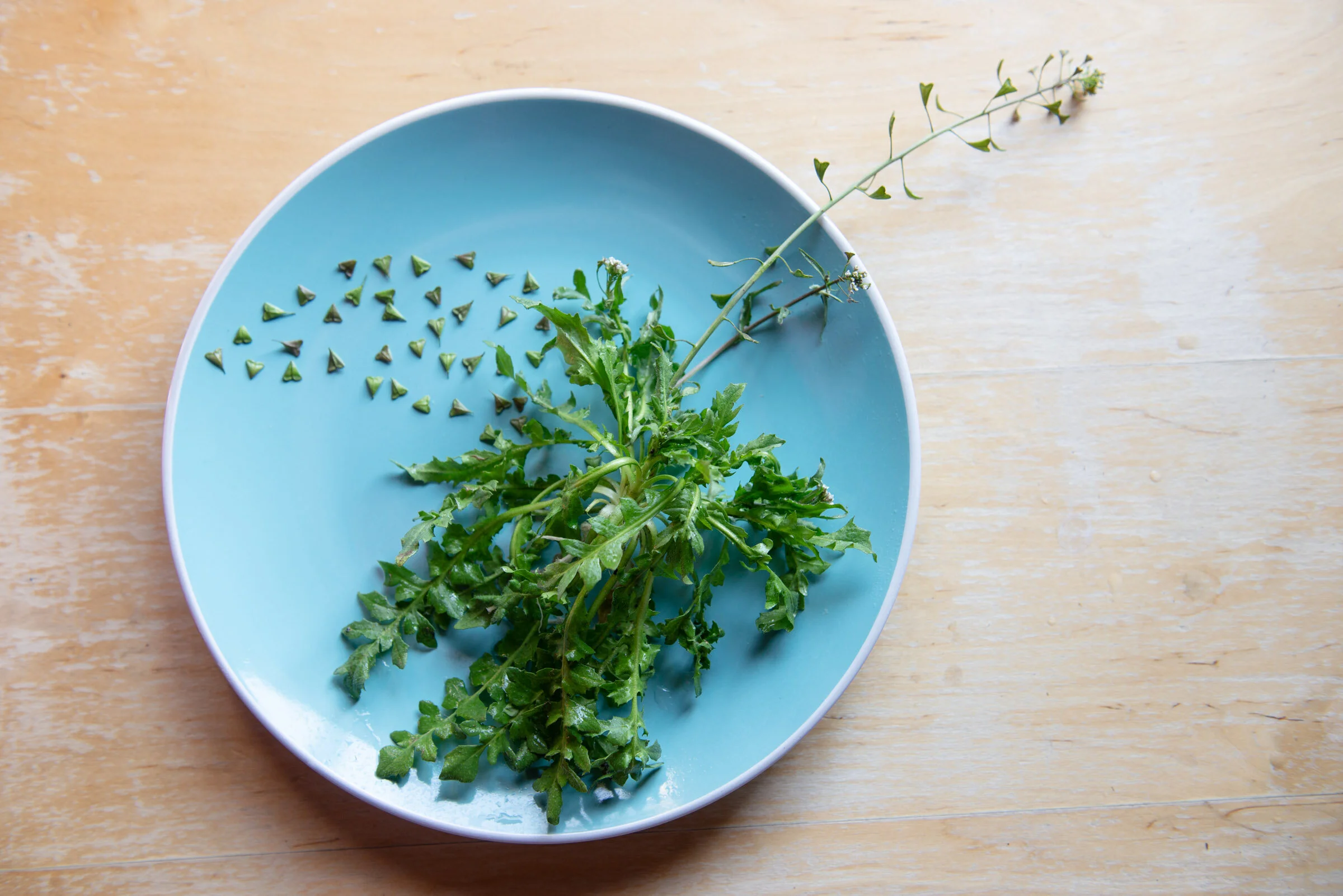Shepherd's purse and the value of stories. — Wild Plants, Foraging