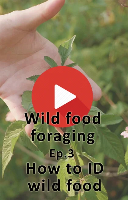 Wild food foraging - Ep 3