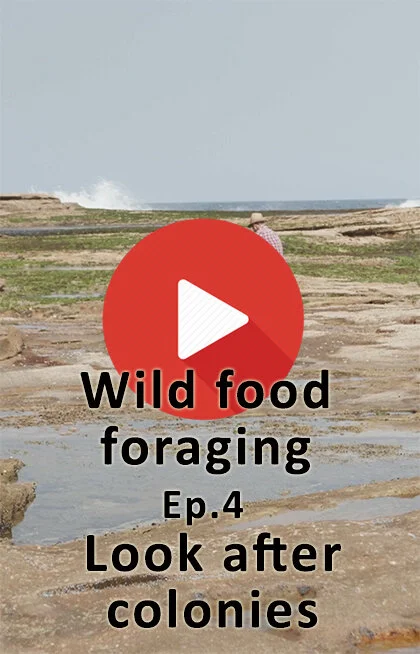 Wild food foraging - Ep 4