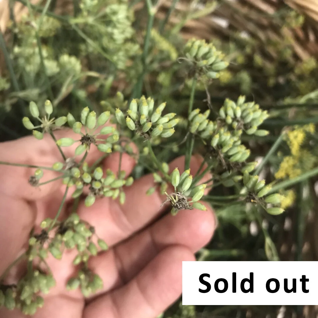 Centennial Parkland Foraging Workshop, February 8