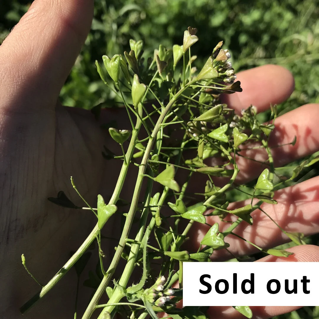Blue Mountains Foraging Workshop, November 8