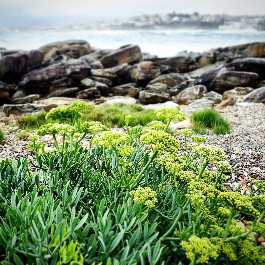Tuesday Seaside Foraging Workshop, June 30 - Clovelly