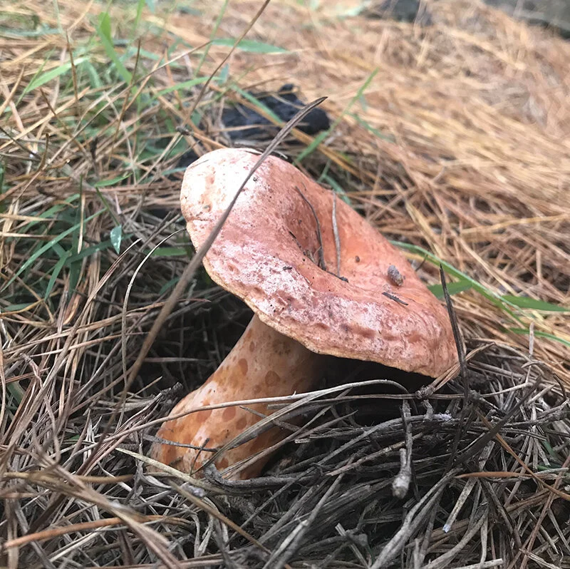 Tuesday Mushroom Foraging Workshop for beginners- May 12 - Lithgow