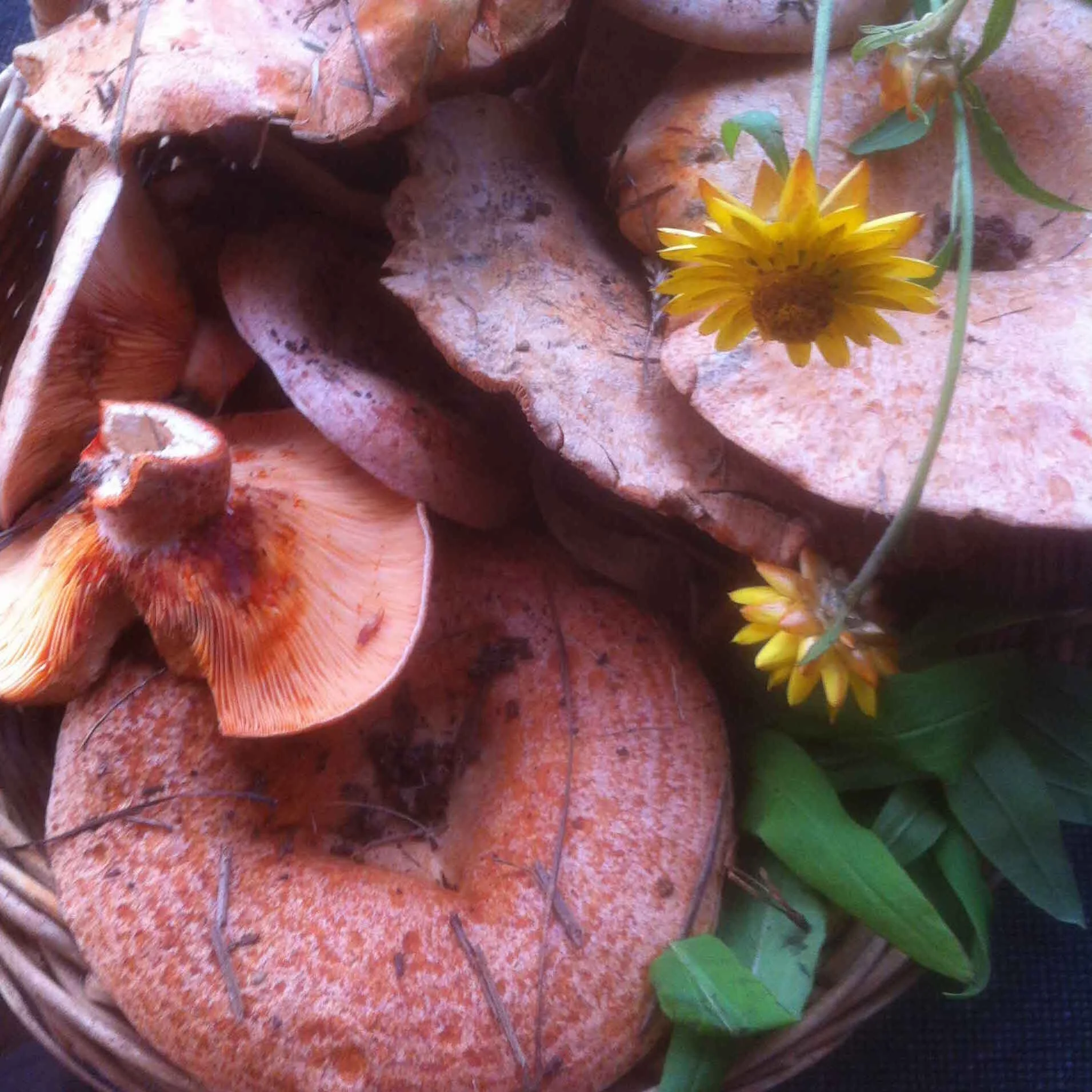 Mushroom Foraging Workshop for beginners - May 31 - Southern Highlands