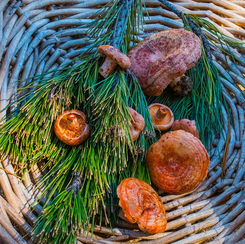 Mushroom Foraging Workshop for beginners - May 10 - Southern Highlands