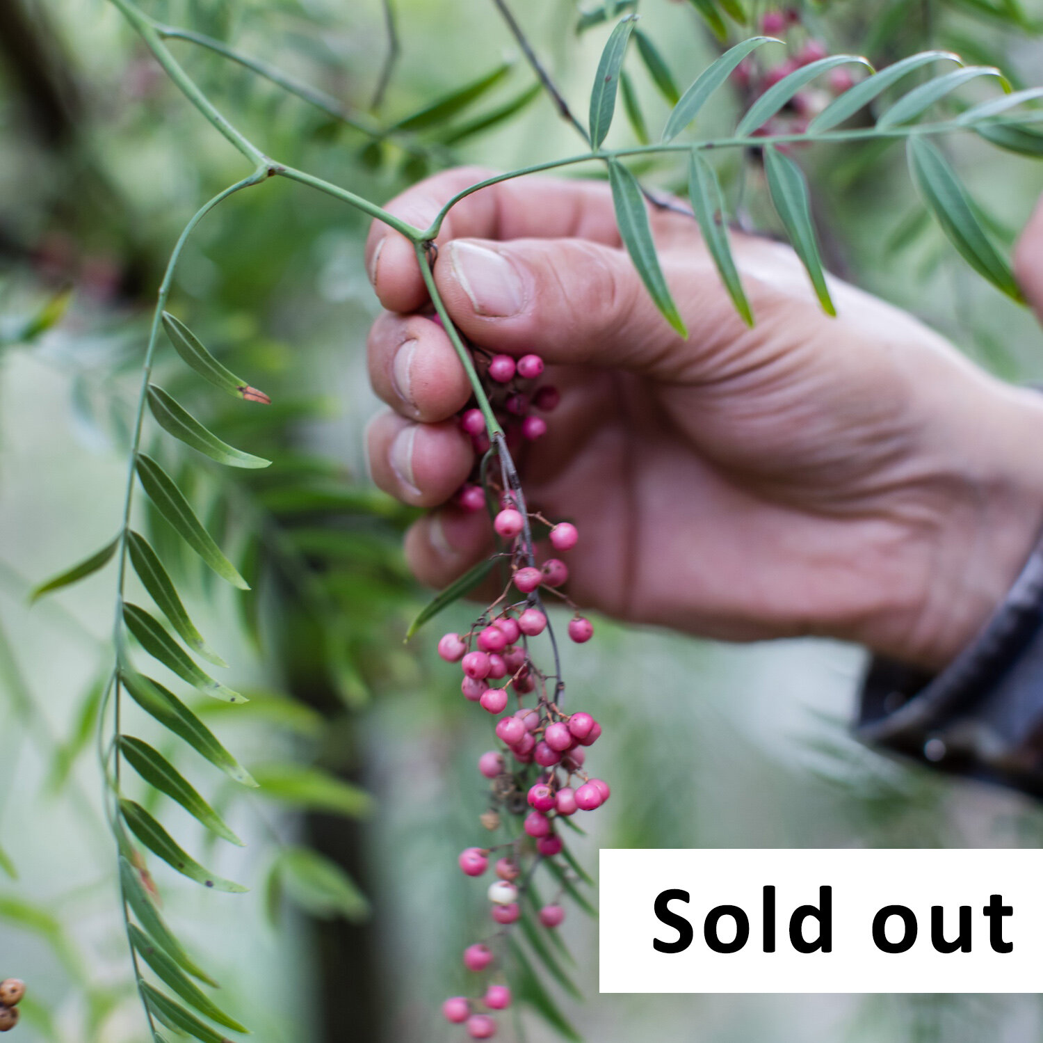 peppercorn-sold.jpg
