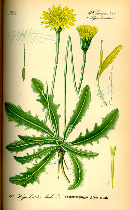 Image of Cats ear weed plant with its seed head