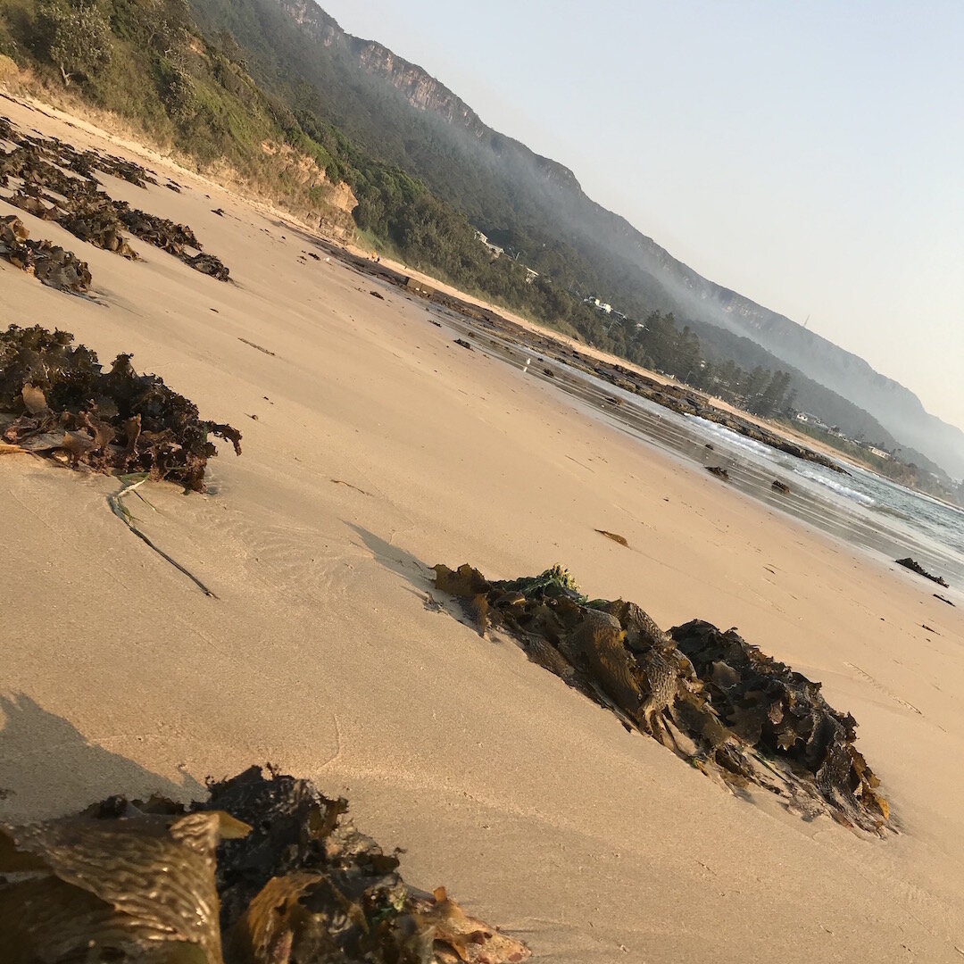 South Coast Seaside Foraging, February 28