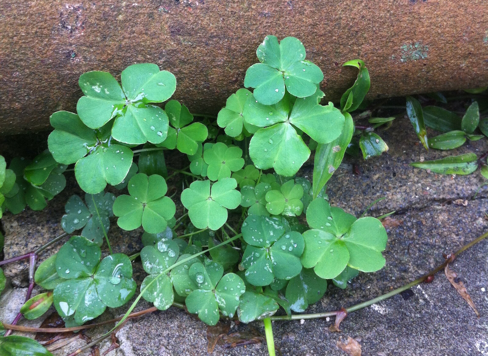 How To Identify And Eat Wood Sorrel Check Your Lawn For This Sour Edible Green Wild Plants Foraging Food Art And Culture