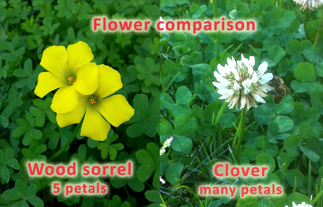 How To Identify And Eat Wood Sorrel Check Your Lawn For This Sour Edible Green Wild Plants Foraging Food Art And Culture How To Identify And Eat Wood Sorrel Check Your Lawn For This Sour Edible Green Wild Plants Foraging Food Art And Culture