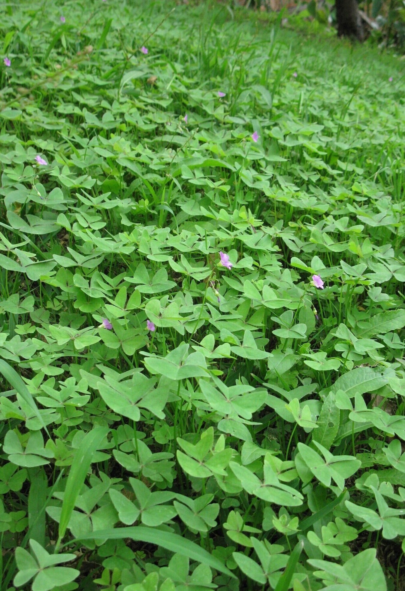 How To Identify And Eat Wood Sorrel Check Your Lawn For This Sour Edible Green Wild Plants Foraging Food Art And Culture How To Identify And Eat Wood Sorrel Check Your Lawn For This Sour Edible Green Wild Plants Foraging Food Art And Culture