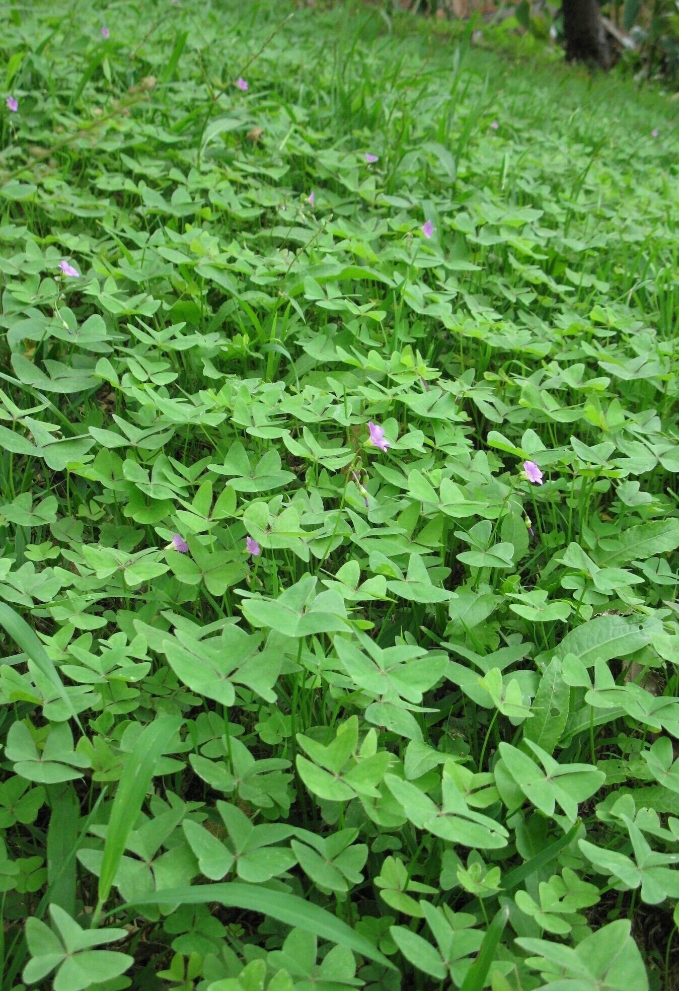 How to identify and eat wood Sorrel, check your lawn for this sour edible green — Wild Plants, Foraging, Food, and Culture