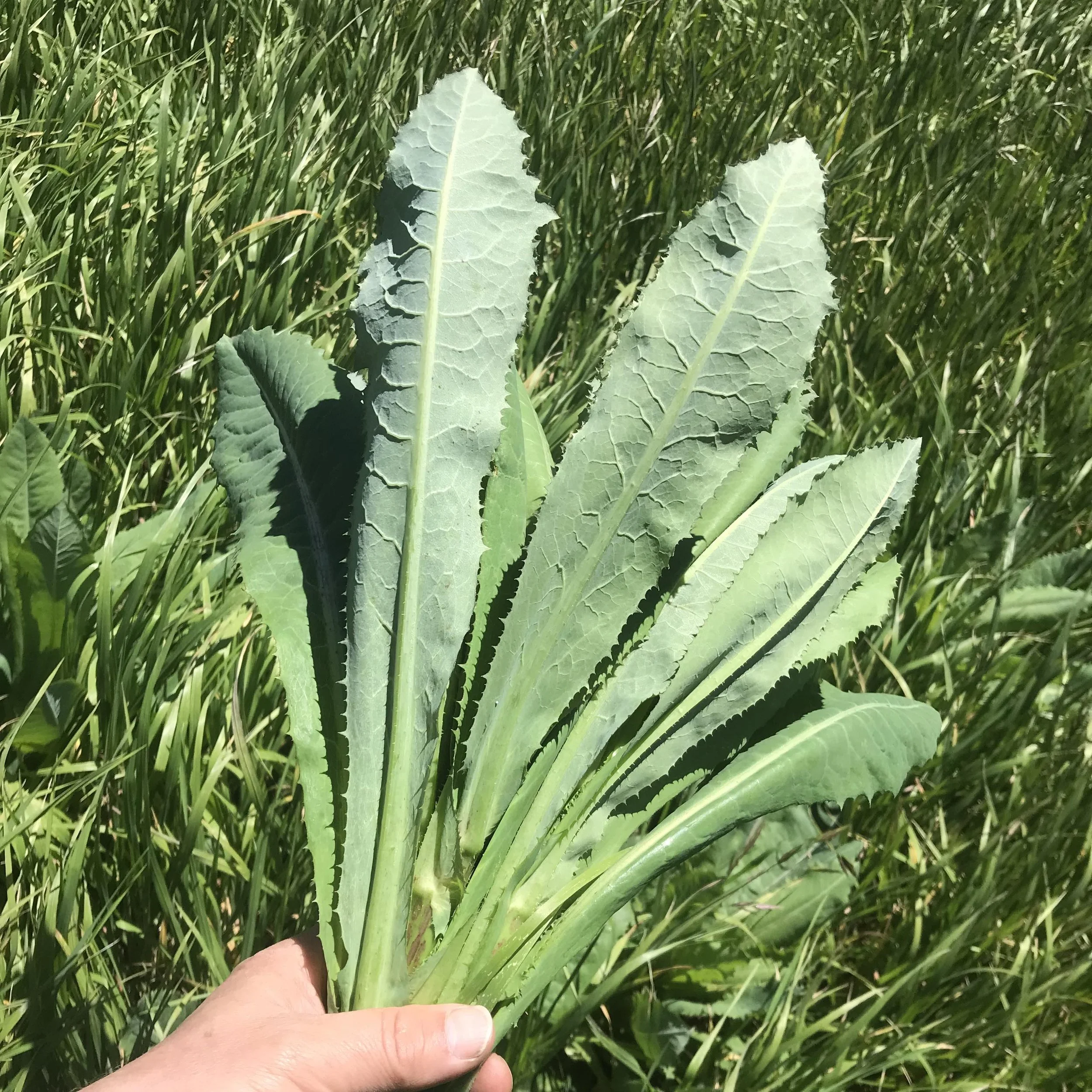 Using Wild Lettuce For Natural Pain Relief Our All Natural Best Using Wild Lettuce For Natural Pain Relief Our All Natural Best