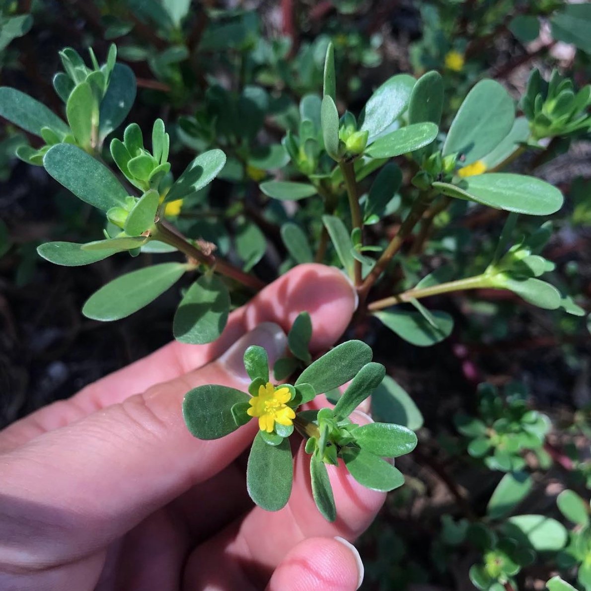 purslane, the summer edible weed that gives so much — wild plants
